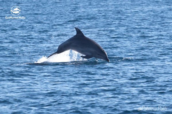 bottlenose-dolphin-jumping-malta-adopt-dolphin