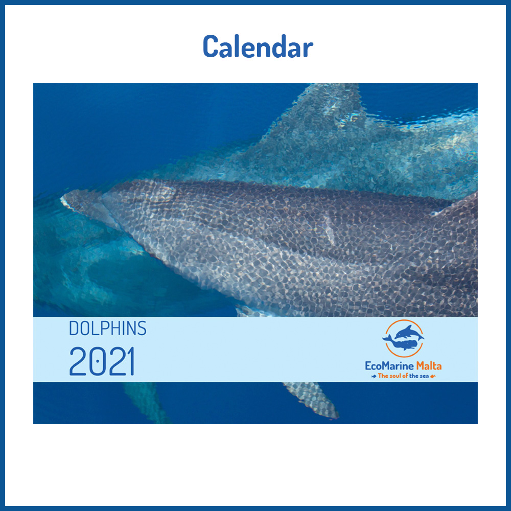 buy your dolphins calendar