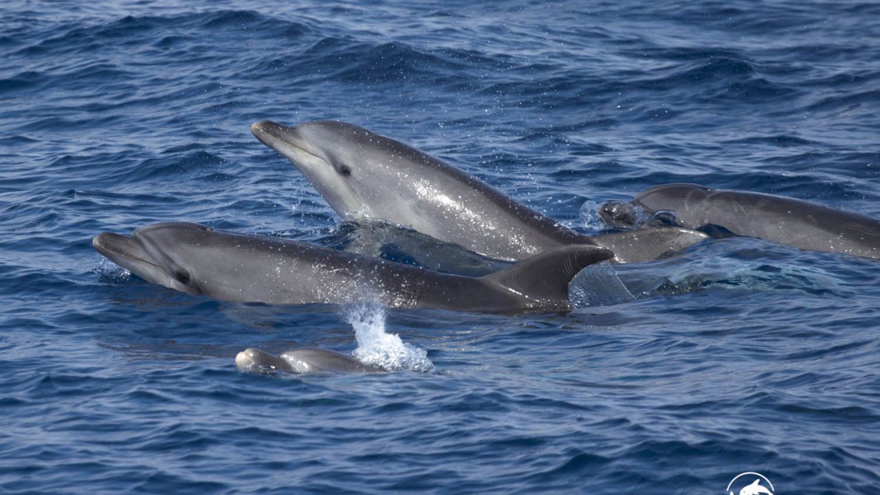 bottlenosedolphins-smile-ecomarinemalta (2)