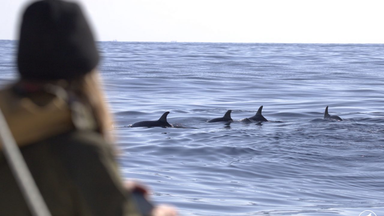 dolphin-observation-ecomarinemalta