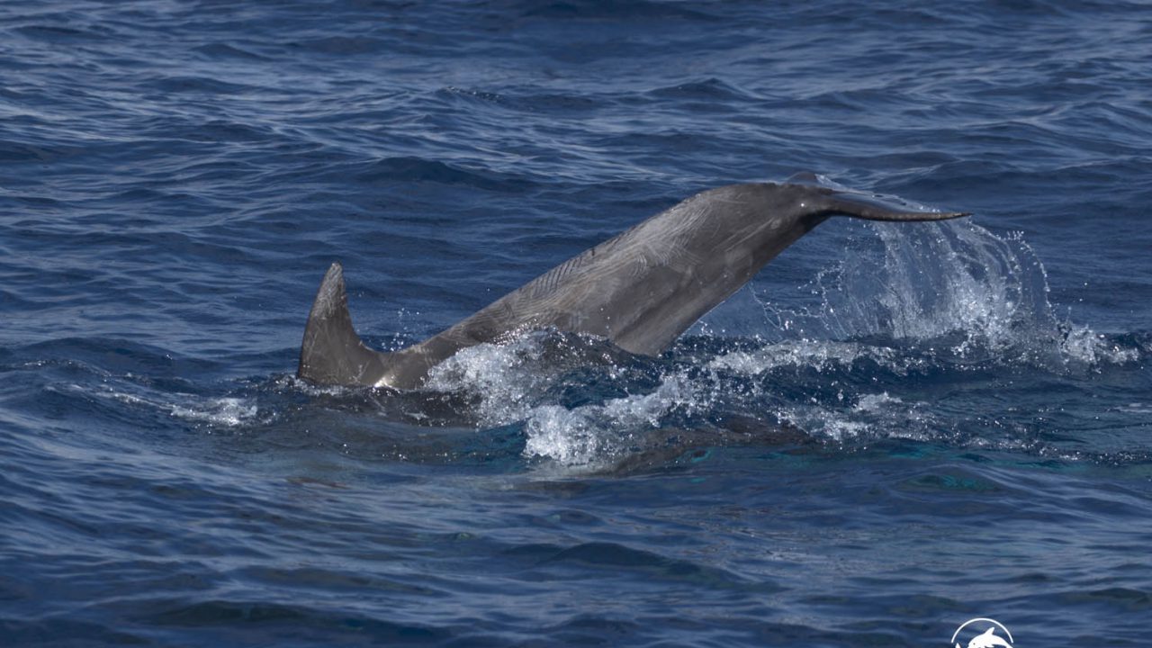 ebottlenosedolphin-ecomarinemalta-tail