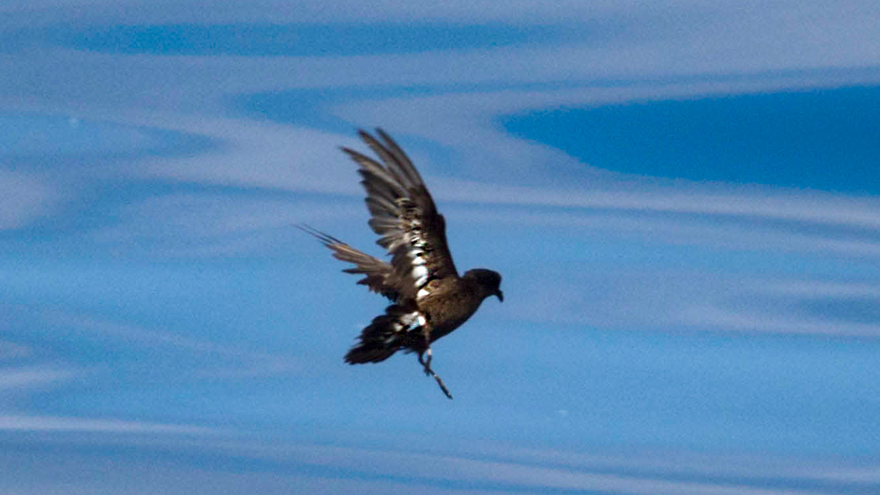 1storm_petrel_flying_EcomarineMalta