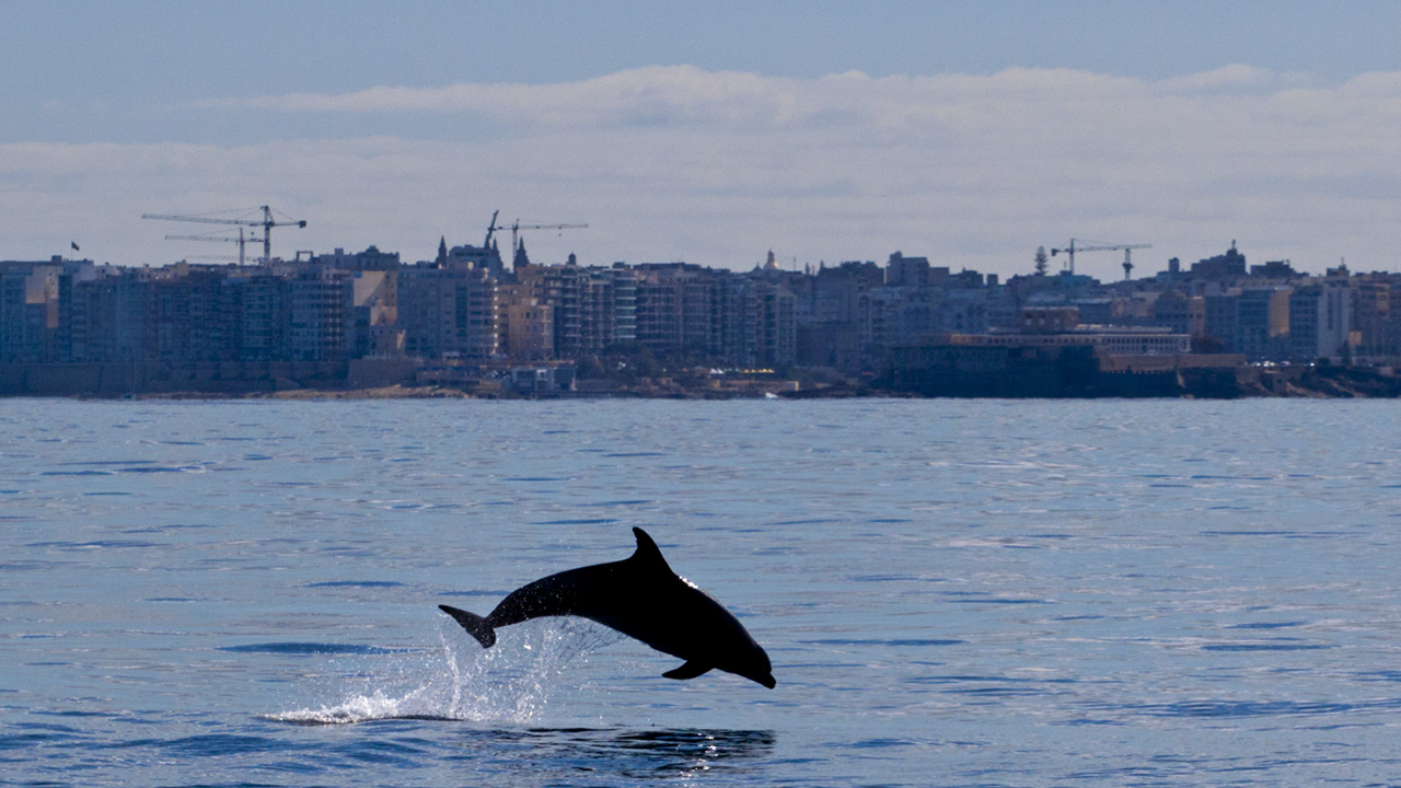 Bottlenose-dolphins-jump-north-east-Malta-ecomarinemalta