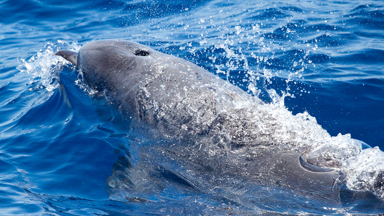 bottlenose-dolphin-blowhole-ecomarinemalta