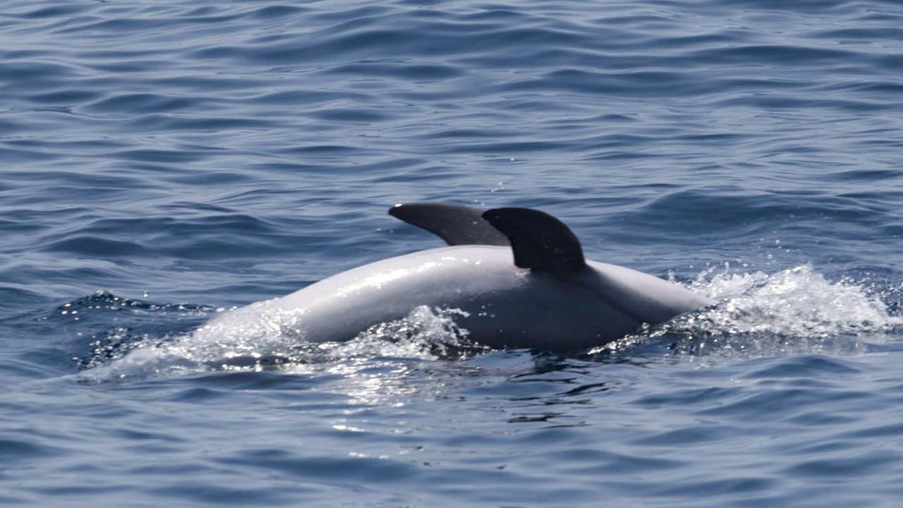 bottlenose-dolphins-bellyup-ecomarinemalta