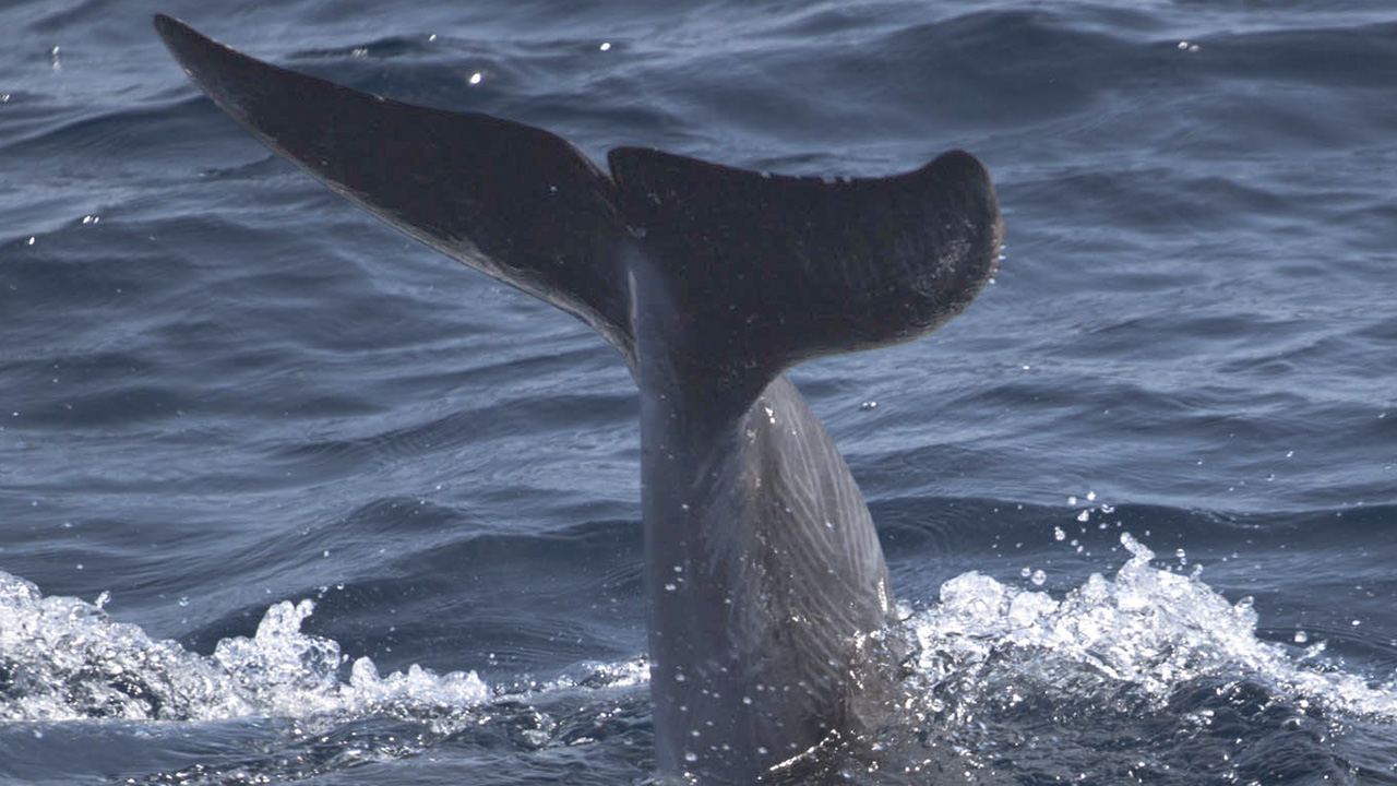 bottlenosedolphin-fluke-ecomarinemalta