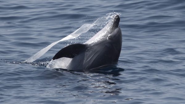 Marine life dolphin