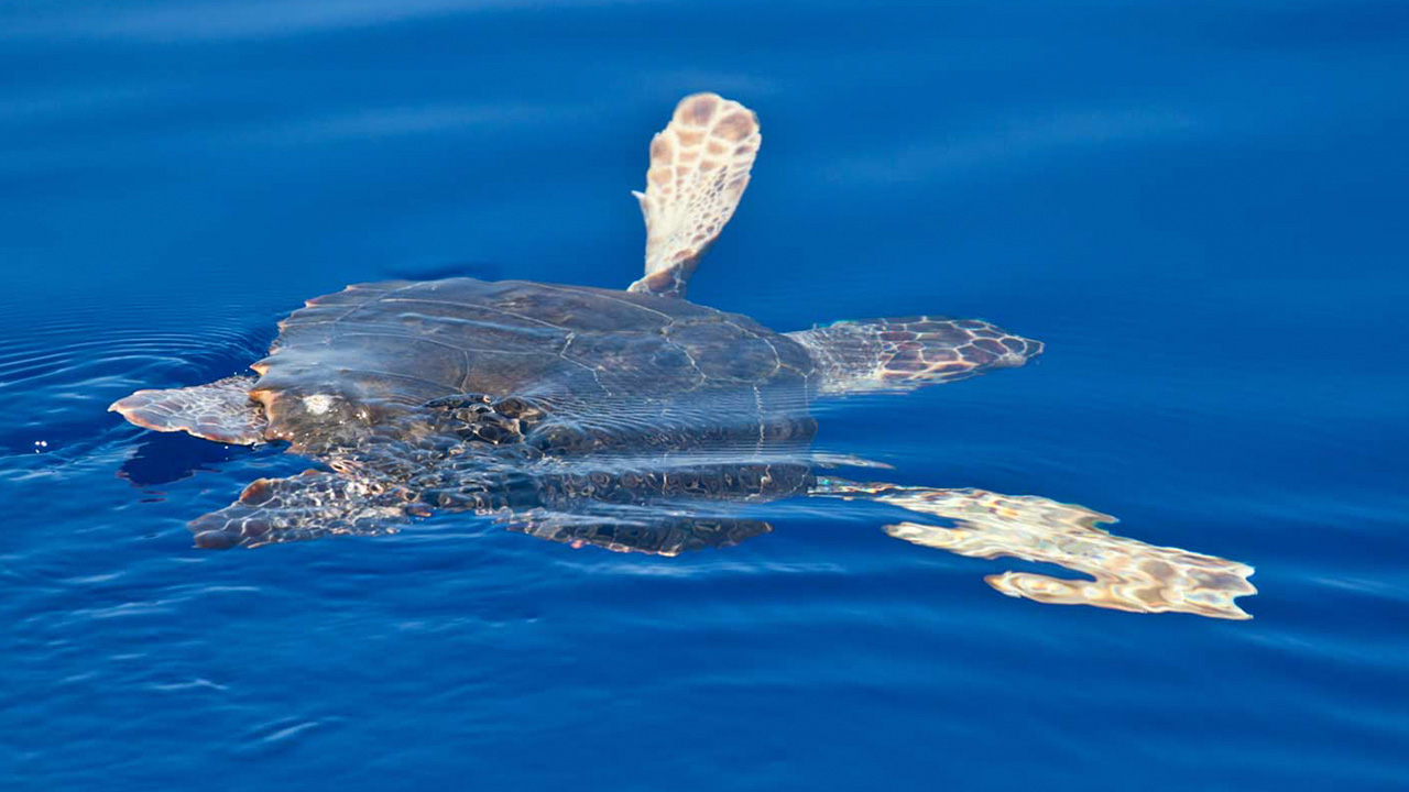 loggerhead-turtle-ecomarinemalta-marinelifespotting