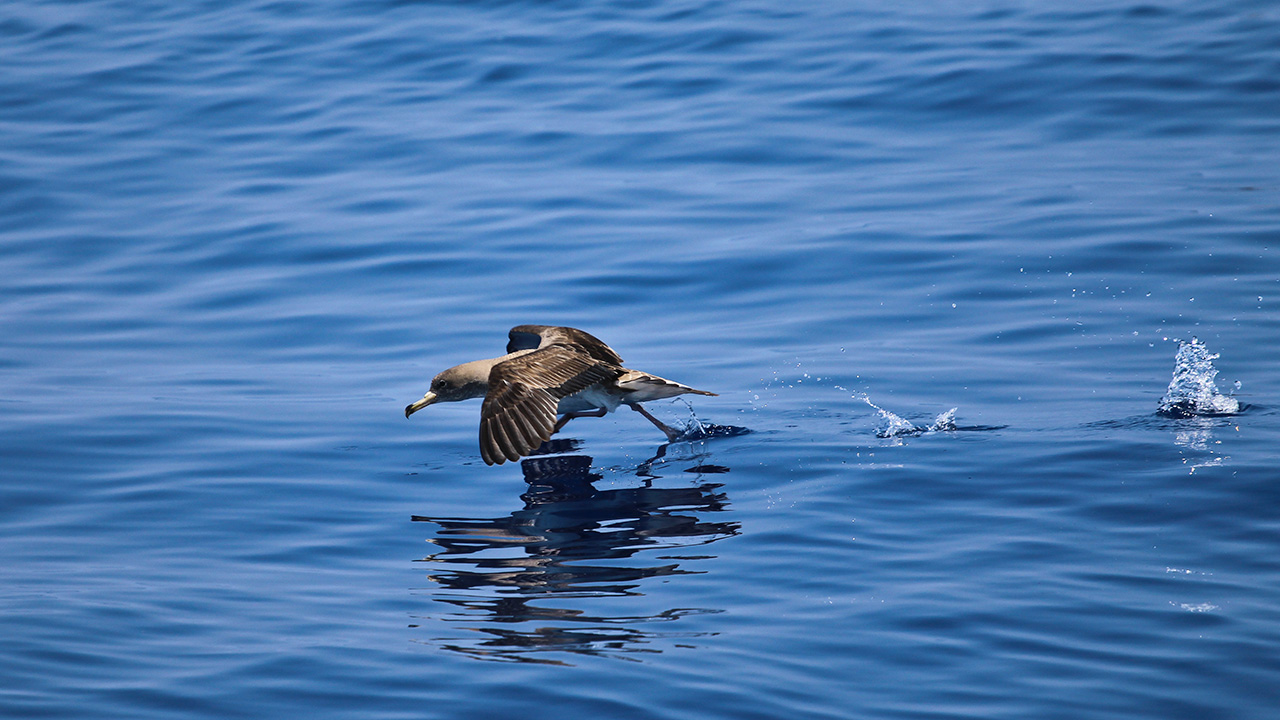 scopoli-shearwater-ecomarinemalta