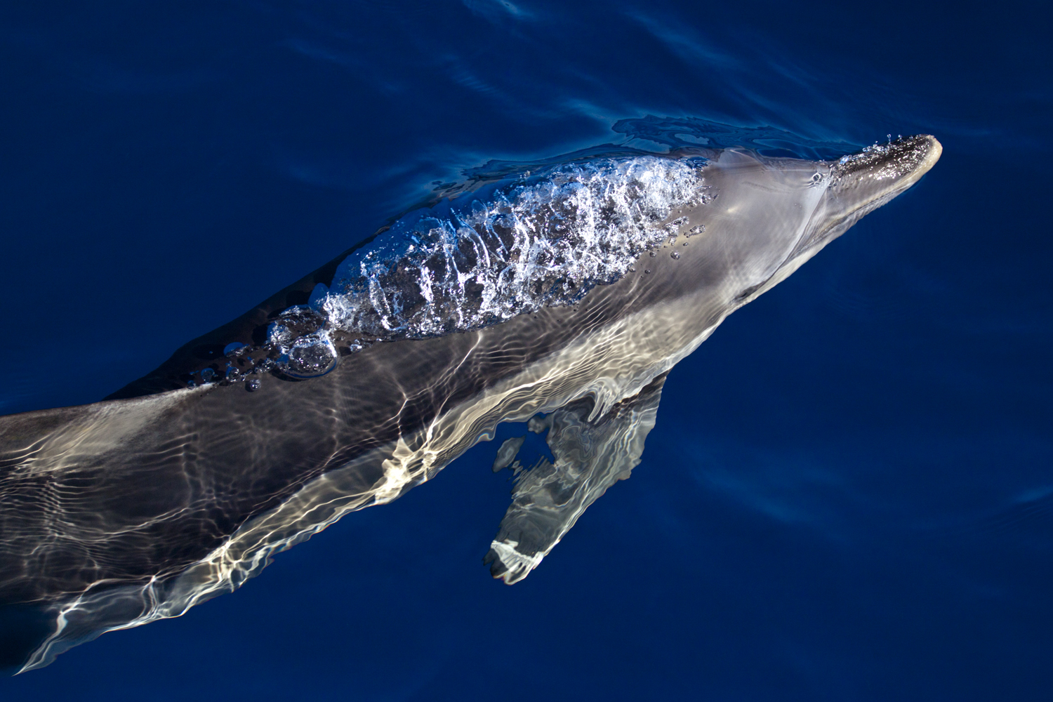 EcoMarineMalta- Delphinus delphis- Commn dolphin
